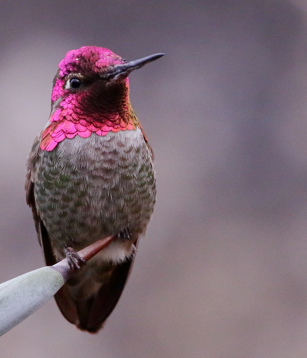 Anna's Hummingbird - ML627431015