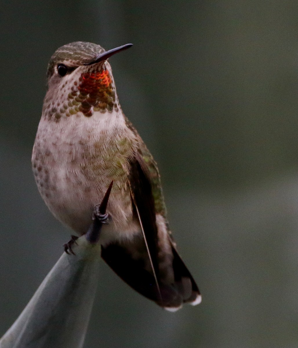 Anna's Hummingbird - ML627431022