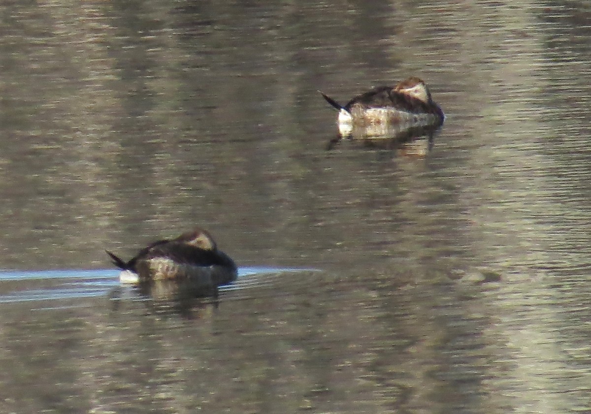 Ruddy Duck - ML627431024