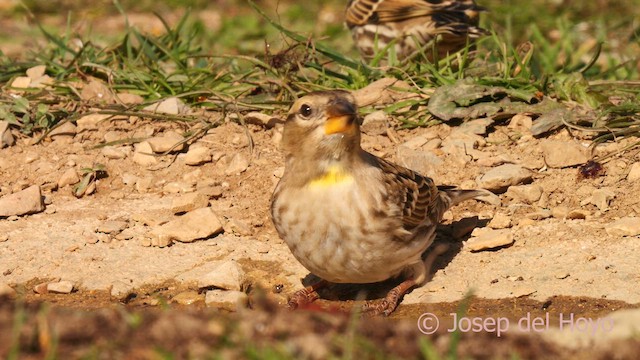 Rock Sparrow - ML627431025