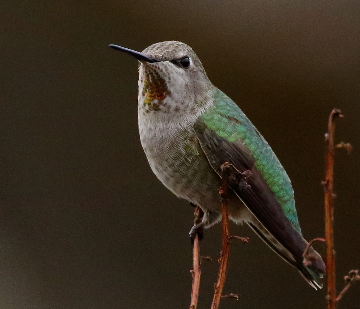 Anna's Hummingbird - ML627431030