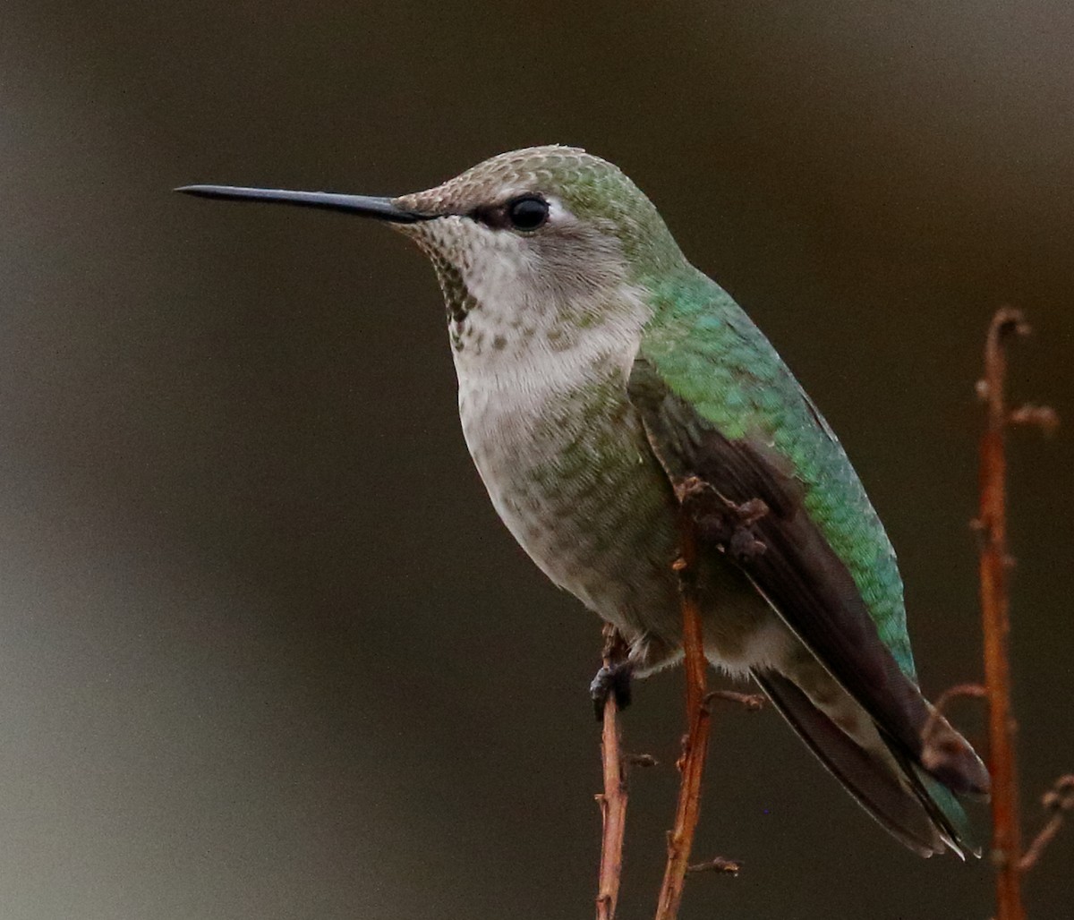 Anna's Hummingbird - ML627431048