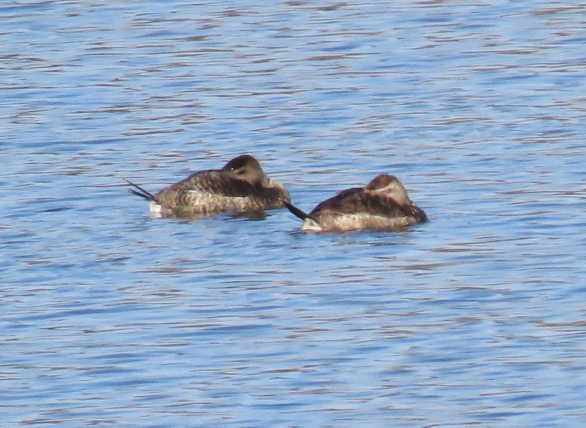 Ruddy Duck - ML627431049