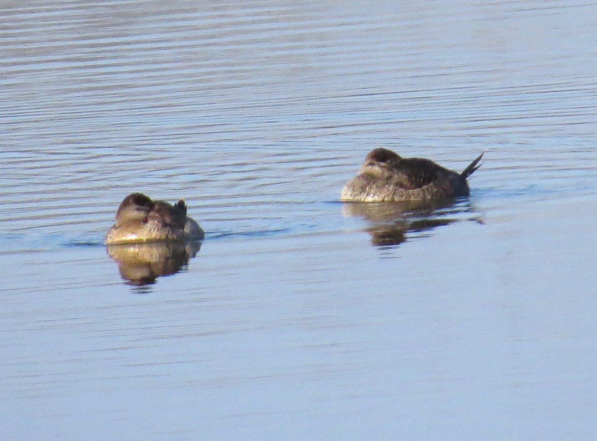 Ruddy Duck - ML627431050