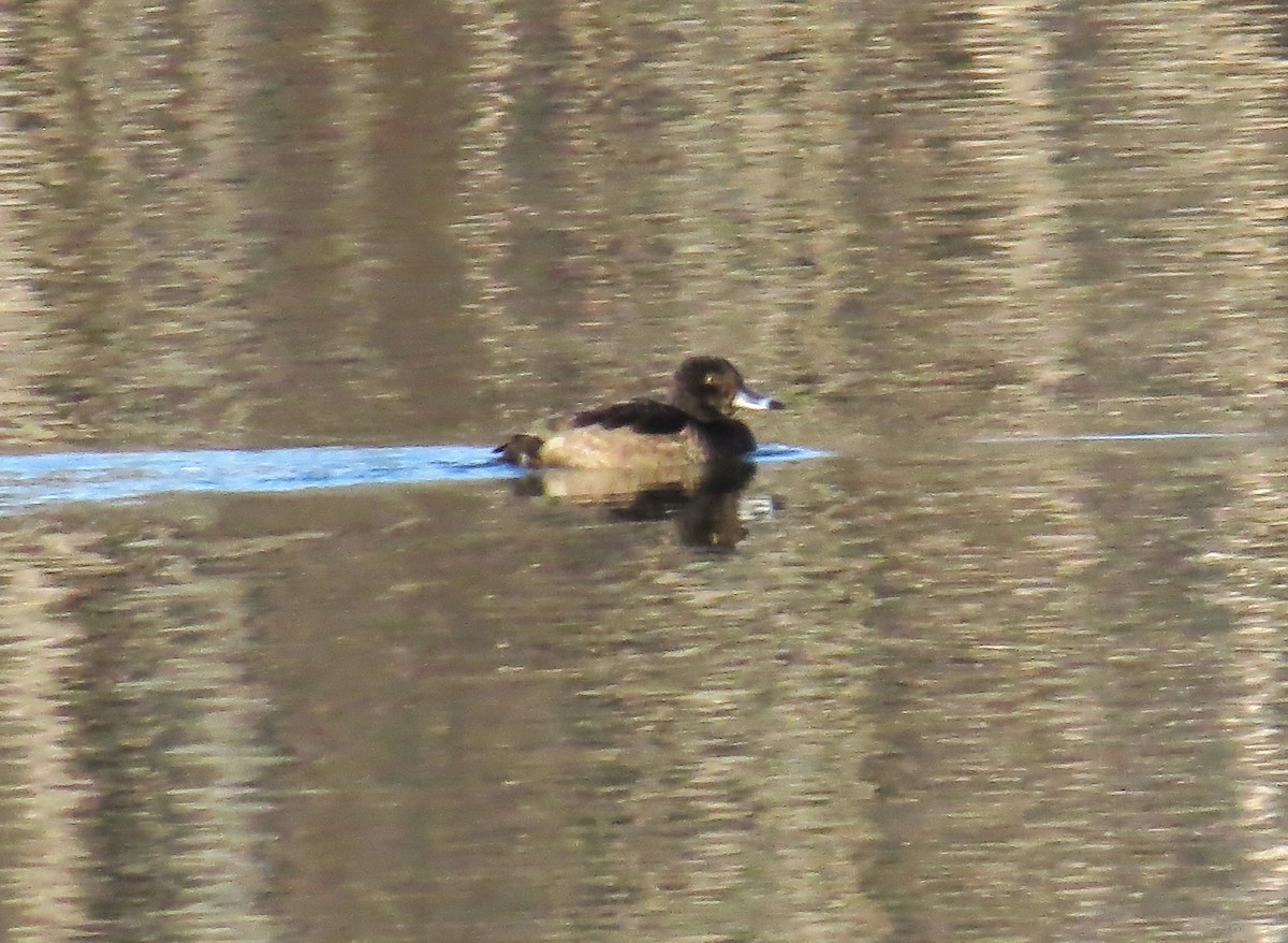 Ring-necked Duck - ML627431065