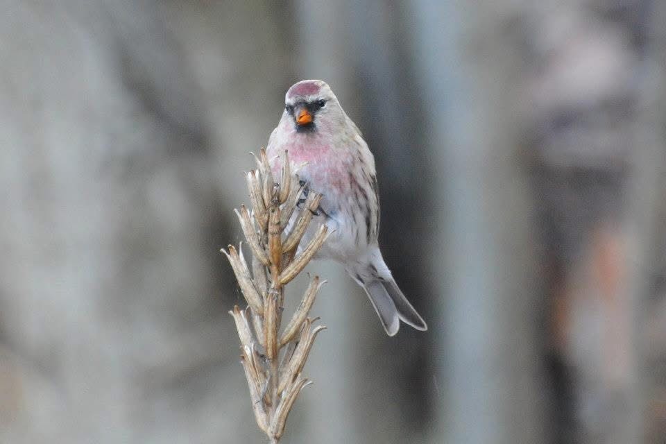 普通朱頂雀(flammea/rostrata/islandica) - ML627431070