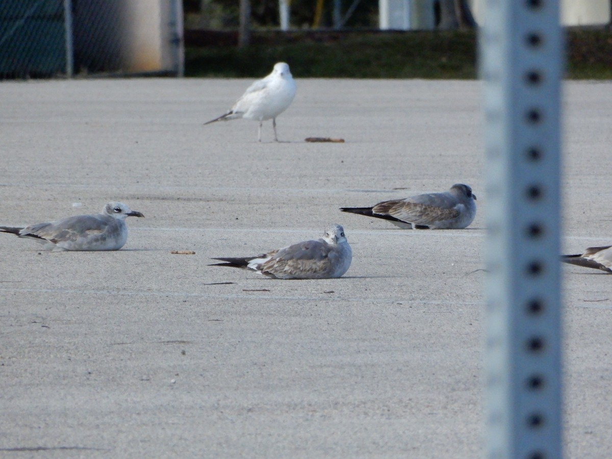 Laughing Gull - ML627431072