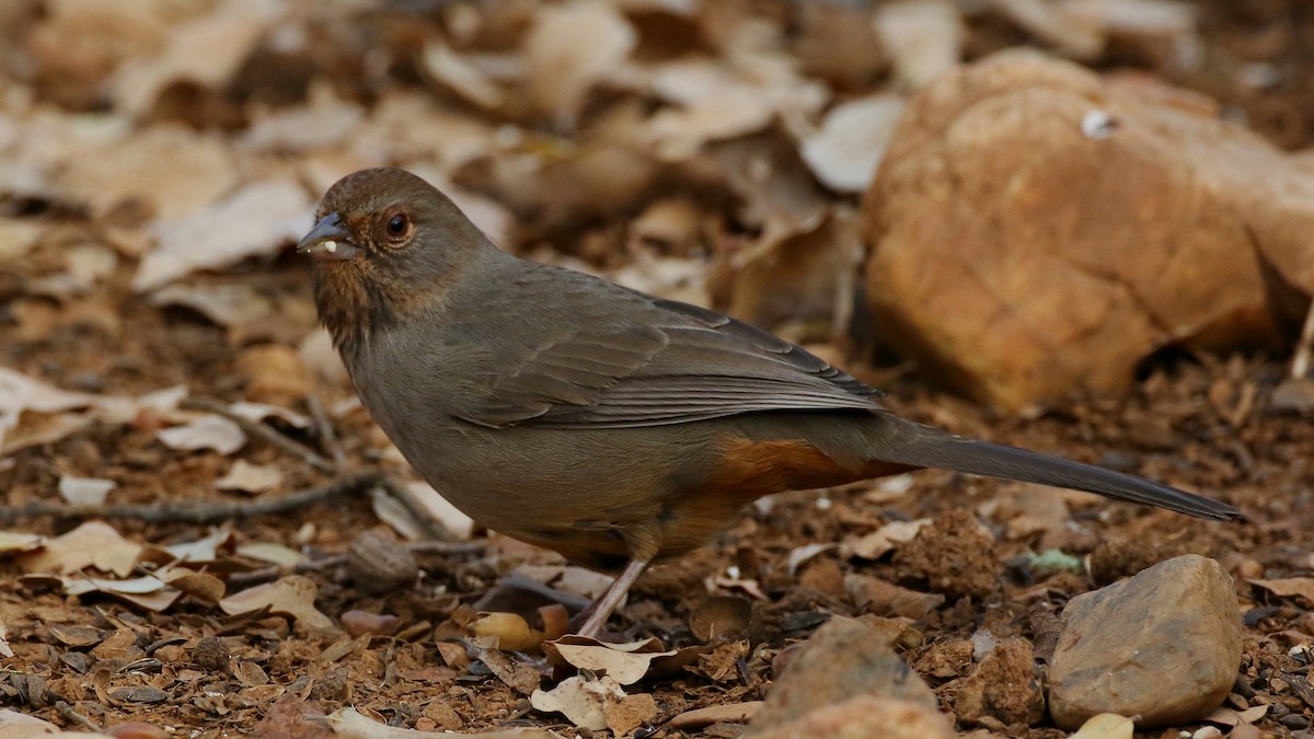 California Towhee - ML627431095