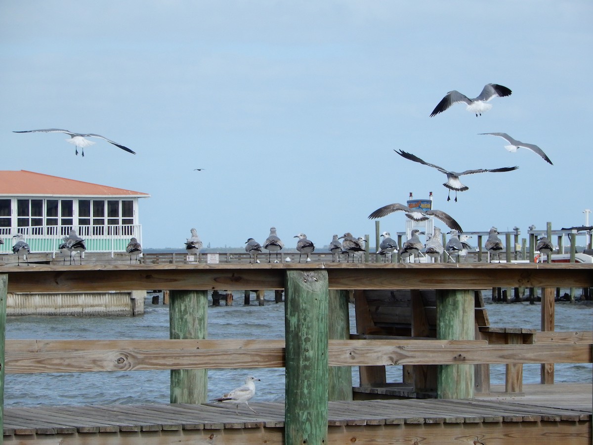 Laughing Gull - ML627431097