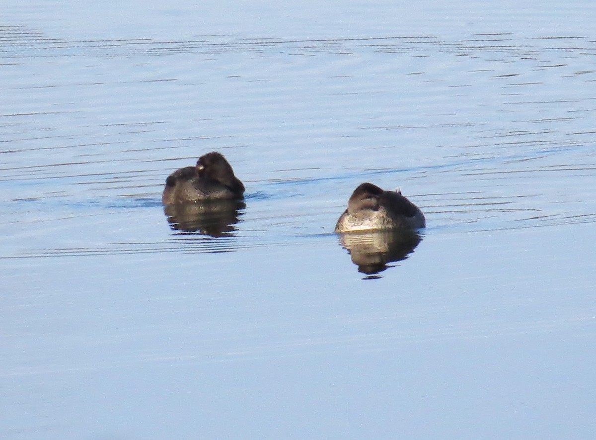 Ring-necked Duck - ML627431109