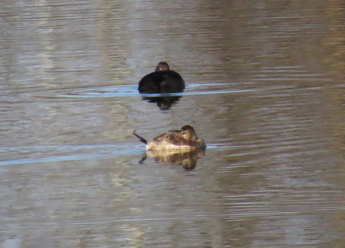 Ring-necked Duck - ML627431113