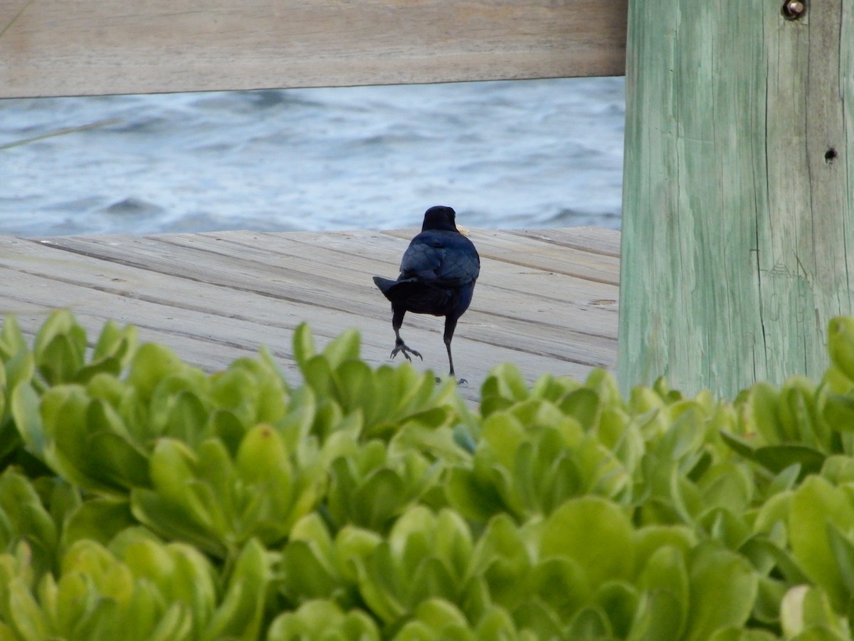 Boat-tailed Grackle (westoni) - ML627431147