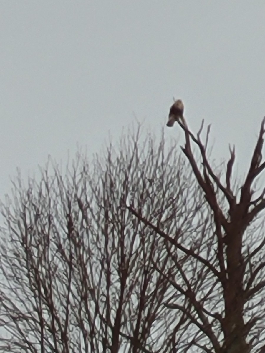 Rough-legged Hawk - ML627431249