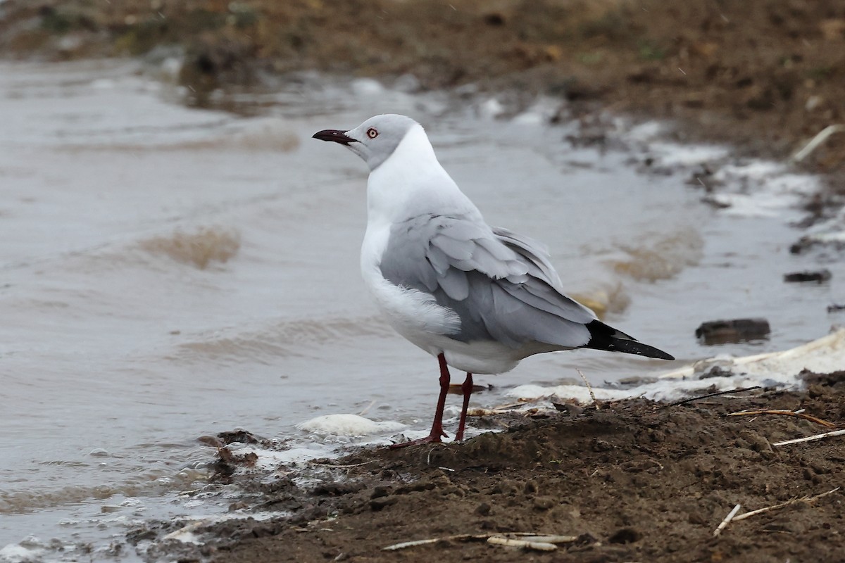 Gray-hooded Gull - ML627431257