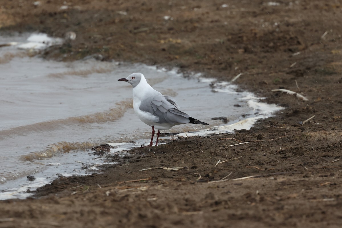 Gray-hooded Gull - ML627431259