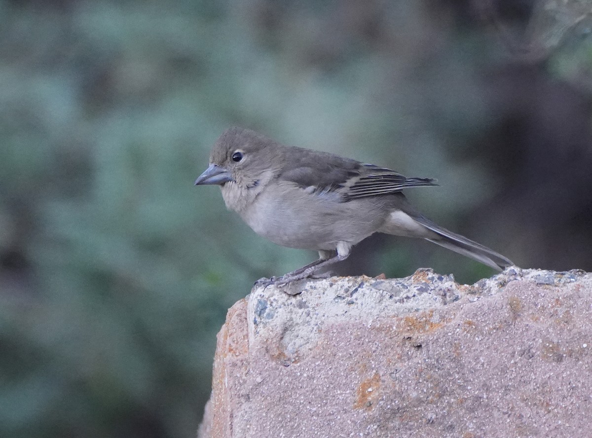 Gran Canaria Blue Chaffinch - ML627431324