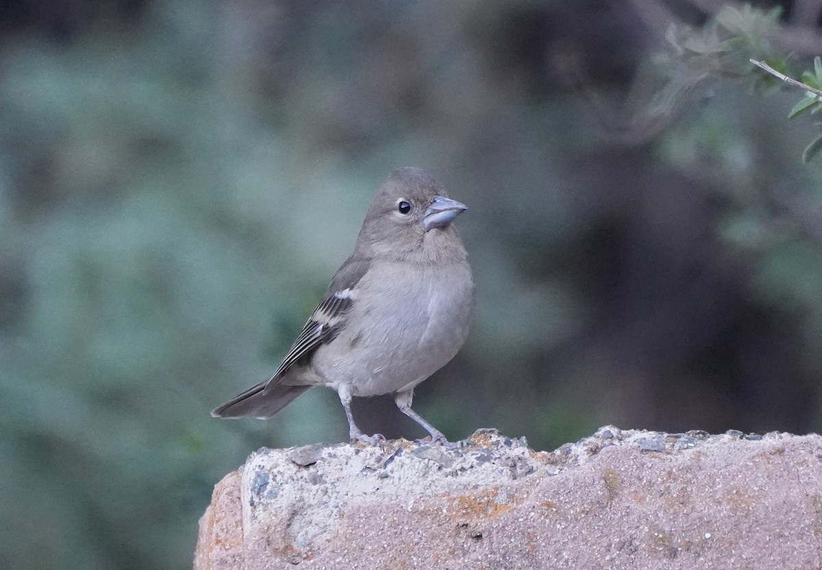 Gran Canaria Blue Chaffinch - ML627431325