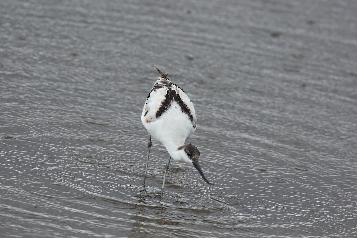 Pied Avocet - ML627431352