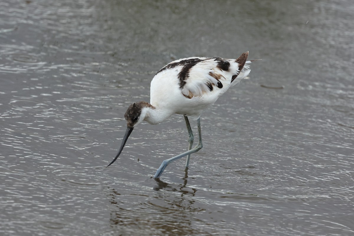 Pied Avocet - ML627431353