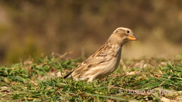 Rock Sparrow - ML627431367
