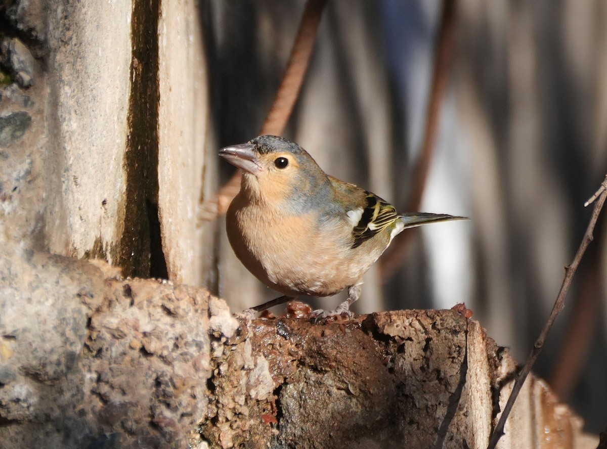 pěnkava pankanárská (ssp. canariensis/ombriosa) - ML627431401