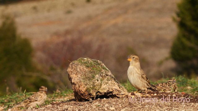 Rock Sparrow - ML627431510