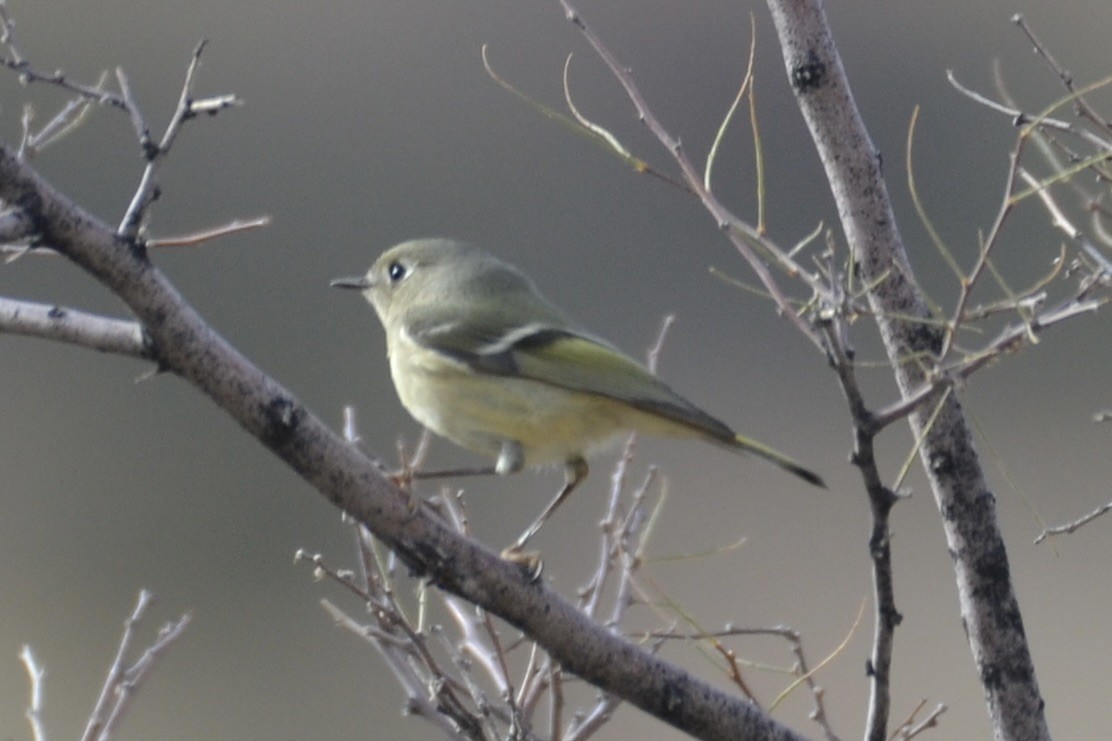 Ruby-crowned Kinglet - ML627431684