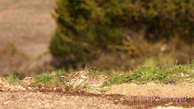 Rock Sparrow - ML627431885