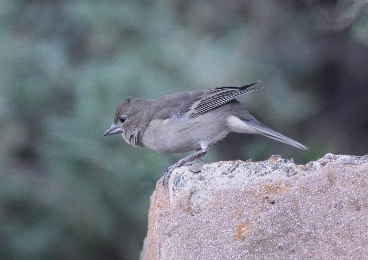 Gran Canaria Blue Chaffinch - ML627431974