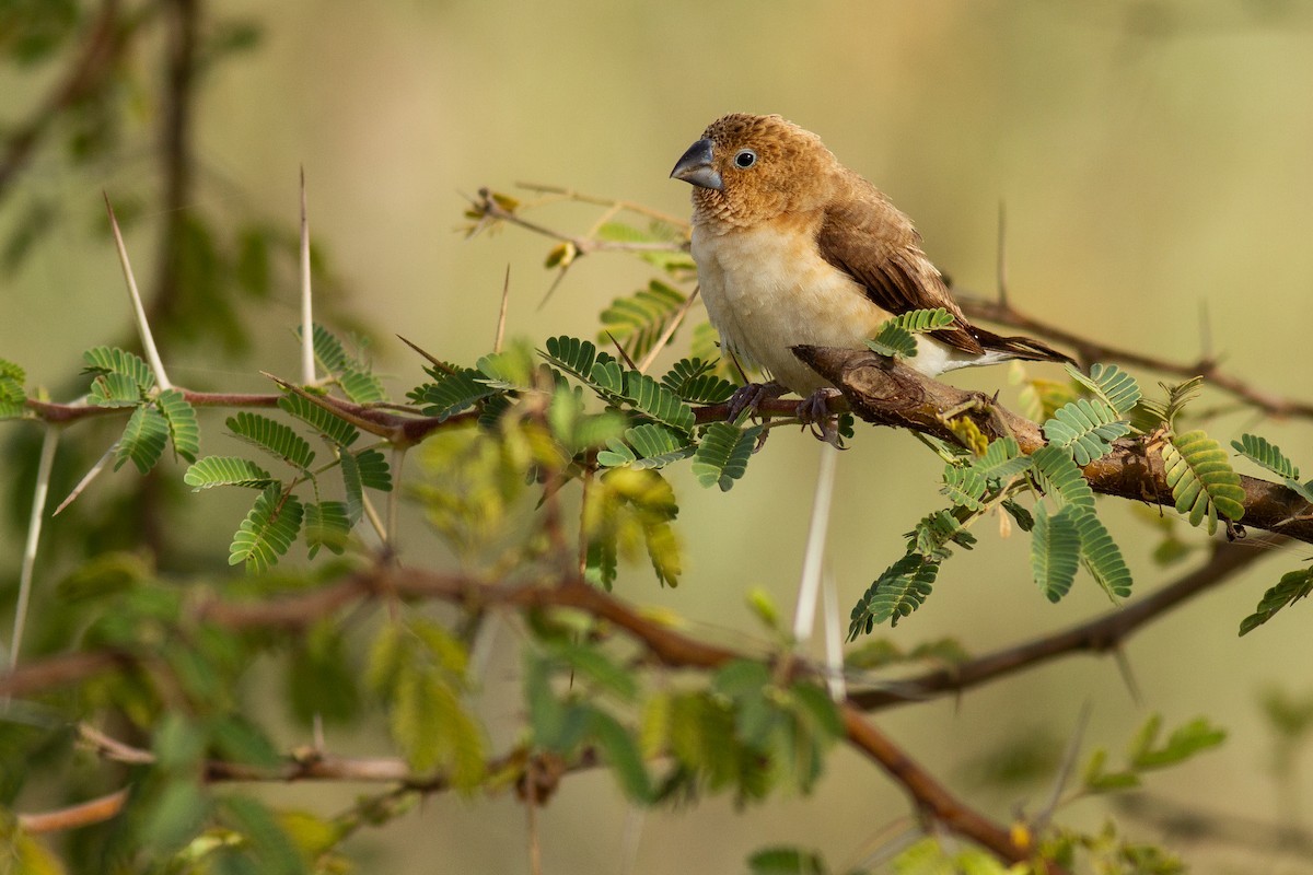 African Silverbill - ML627432080