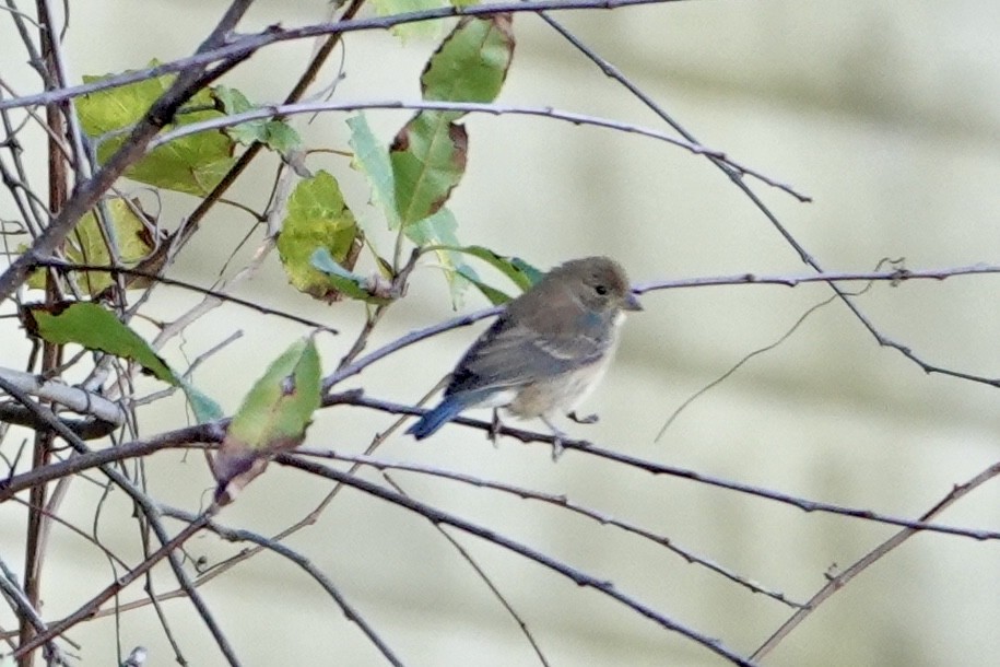 Indigo Bunting - ML627432216