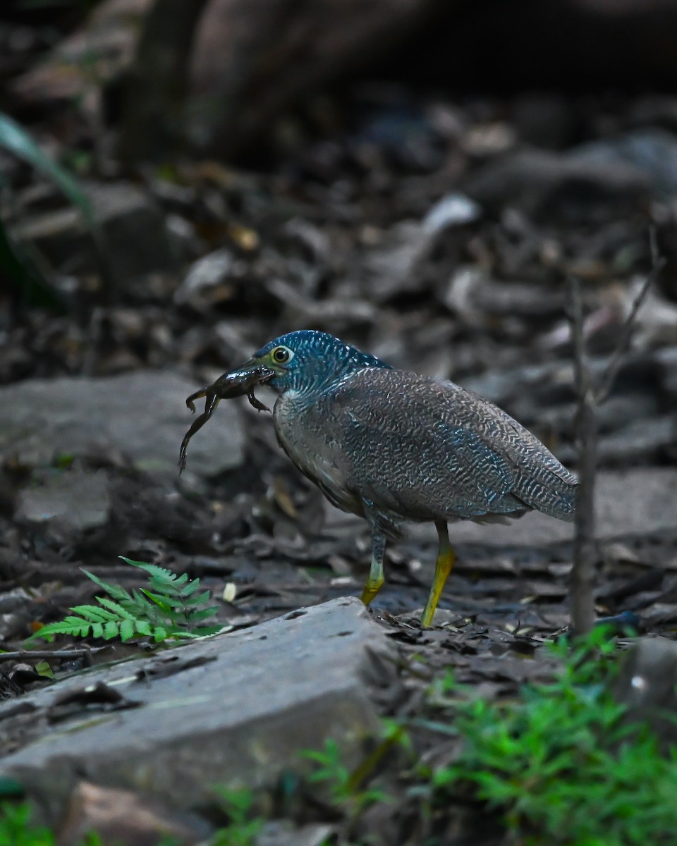 Malayan Night Heron - ML627432226