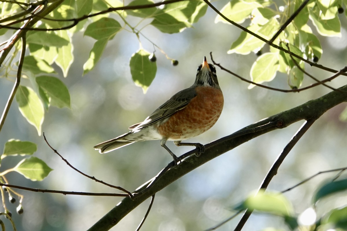 American Robin - ML627432248