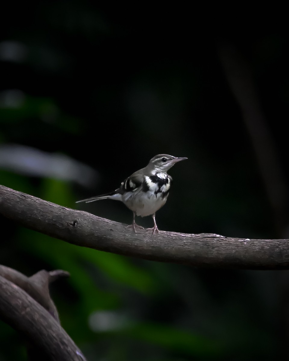 Forest Wagtail - ML627432255