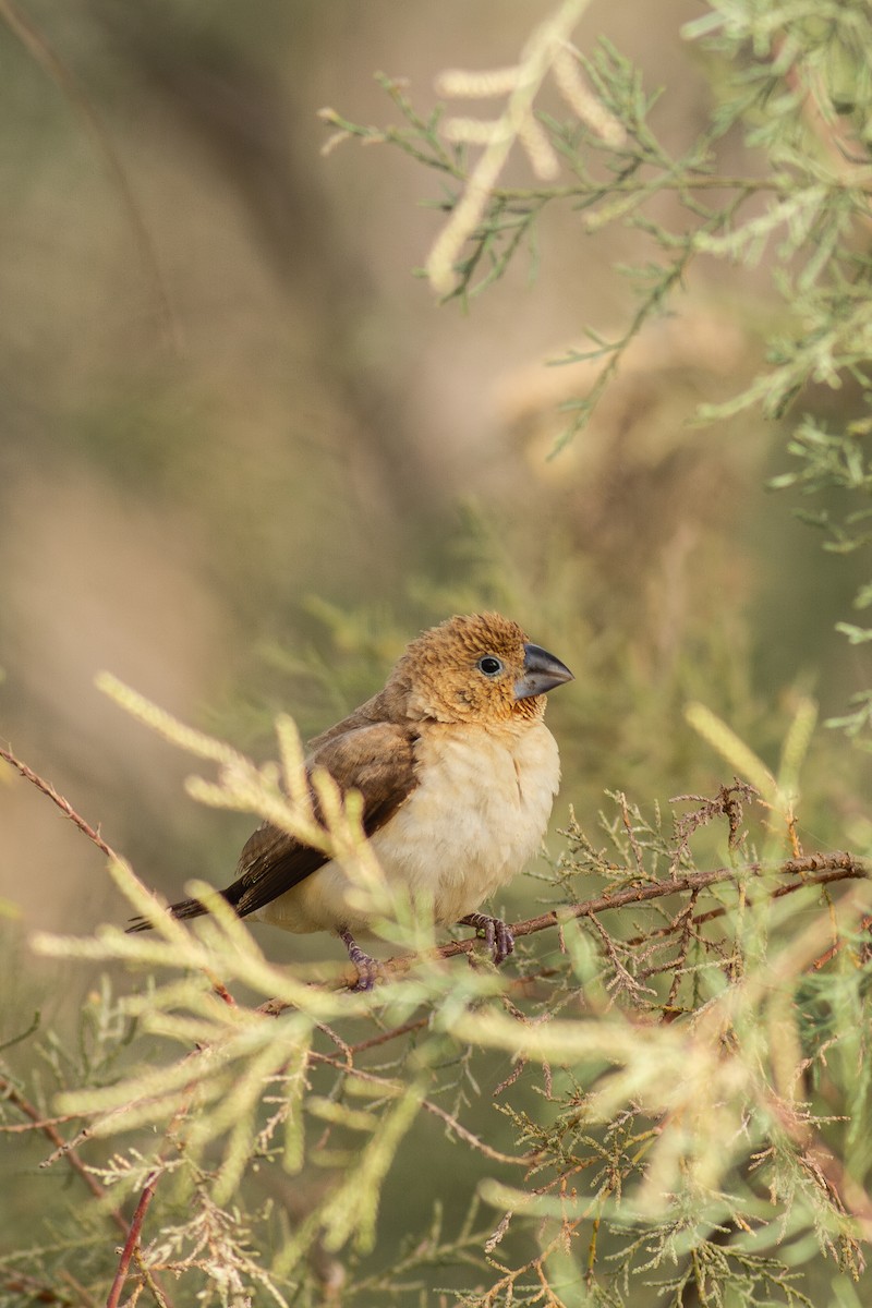 African Silverbill - ML627432263