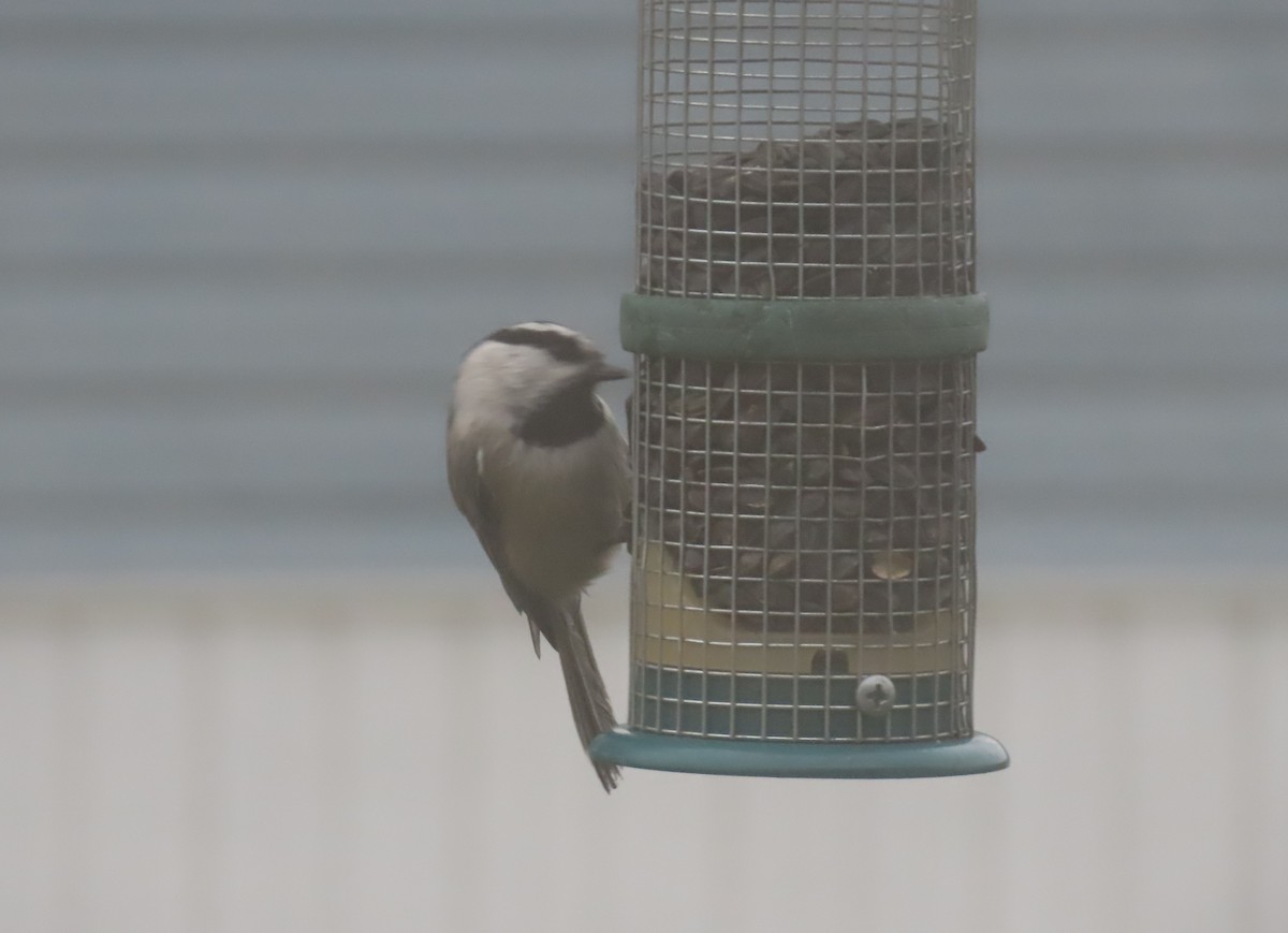 Mountain Chickadee - ML627432361