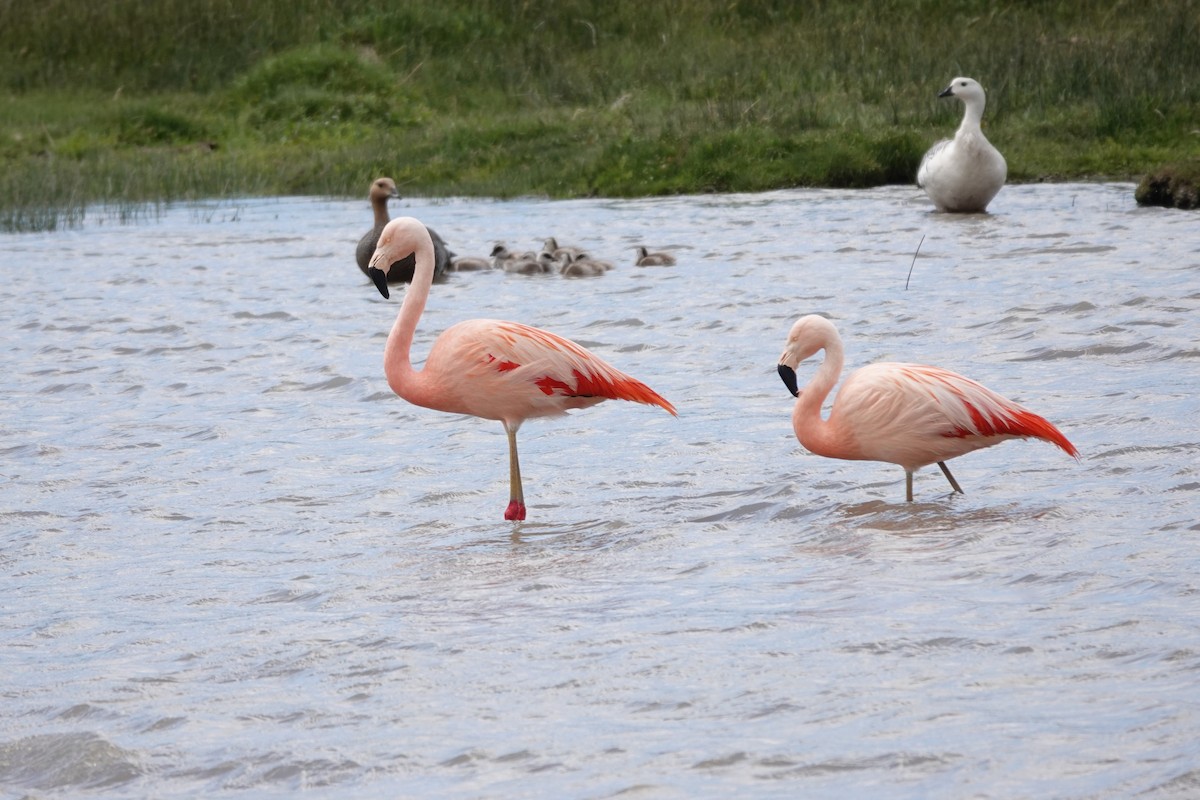 Chilean Flamingo - ML627432365