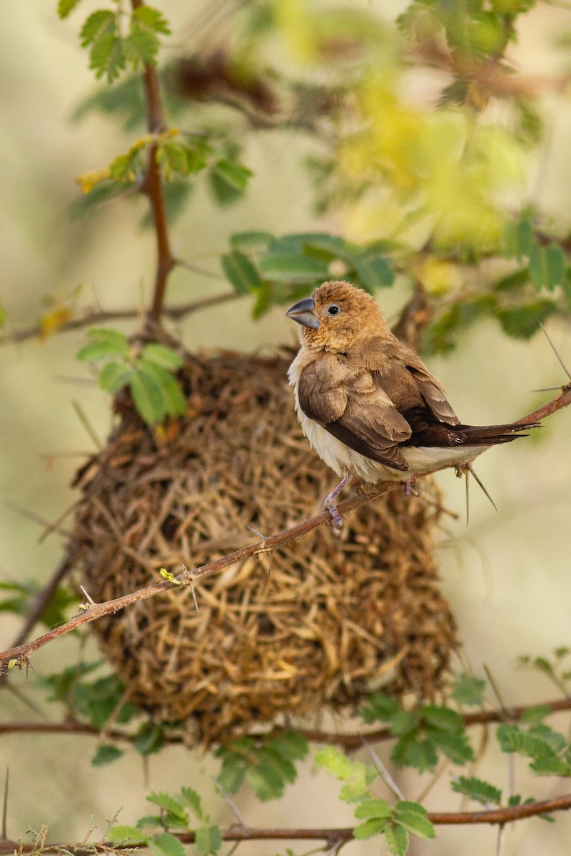 African Silverbill - ML627432420