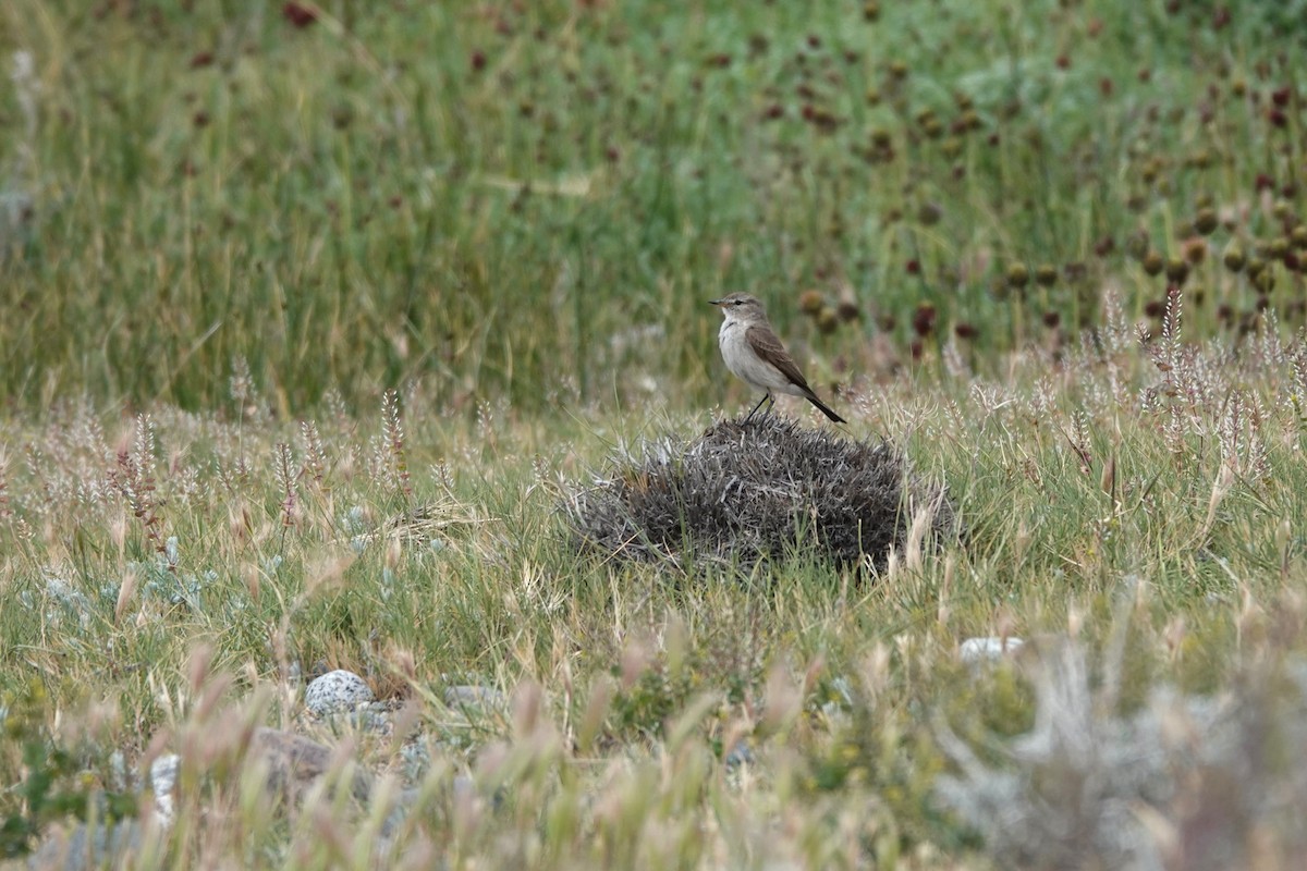 Spot-billed Ground-Tyrant - ML627432471