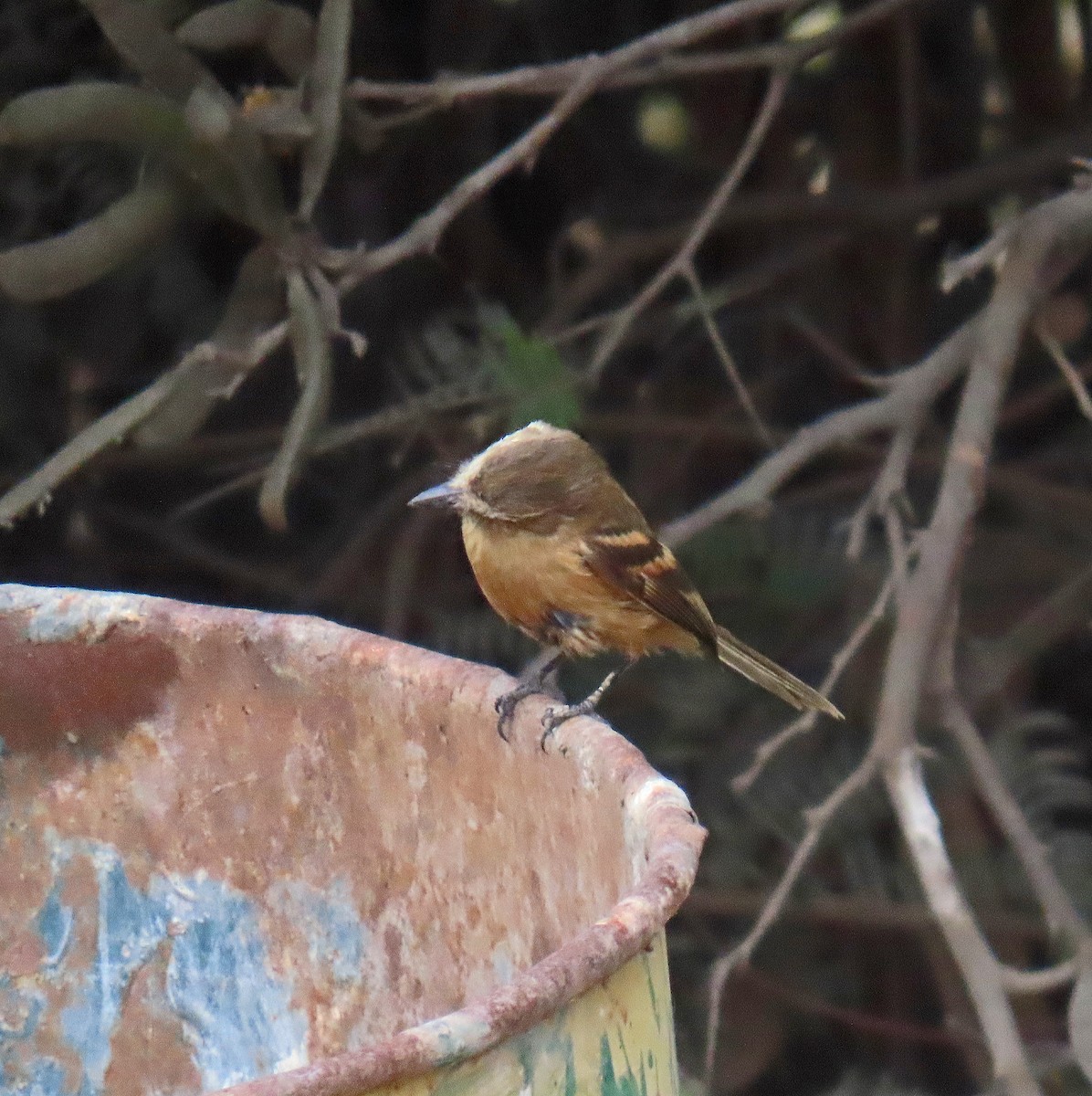 Rufescent Flycatcher - ML627432539