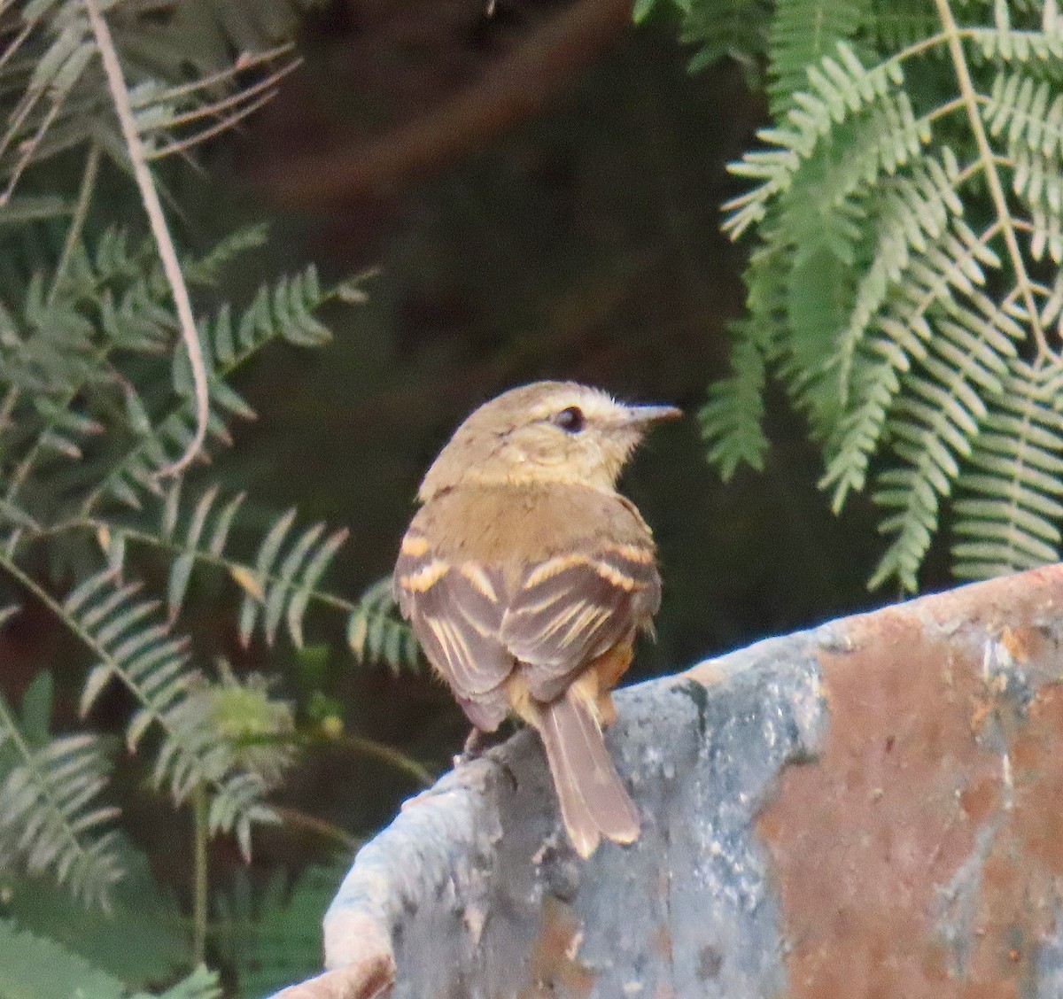 Rufescent Flycatcher - ML627432542