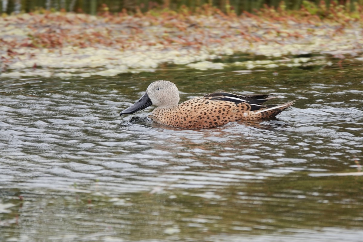 Red Shoveler - ML627432635