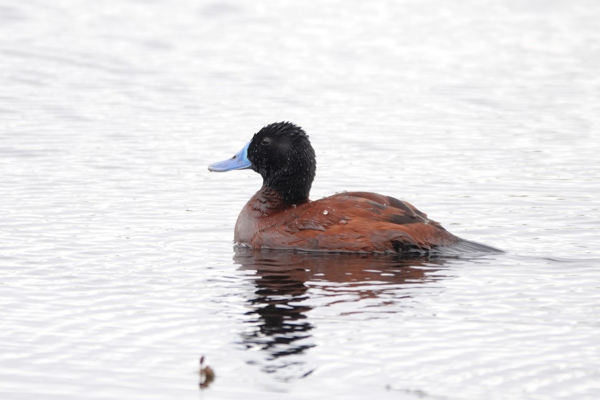 Lake Duck - ML627432642