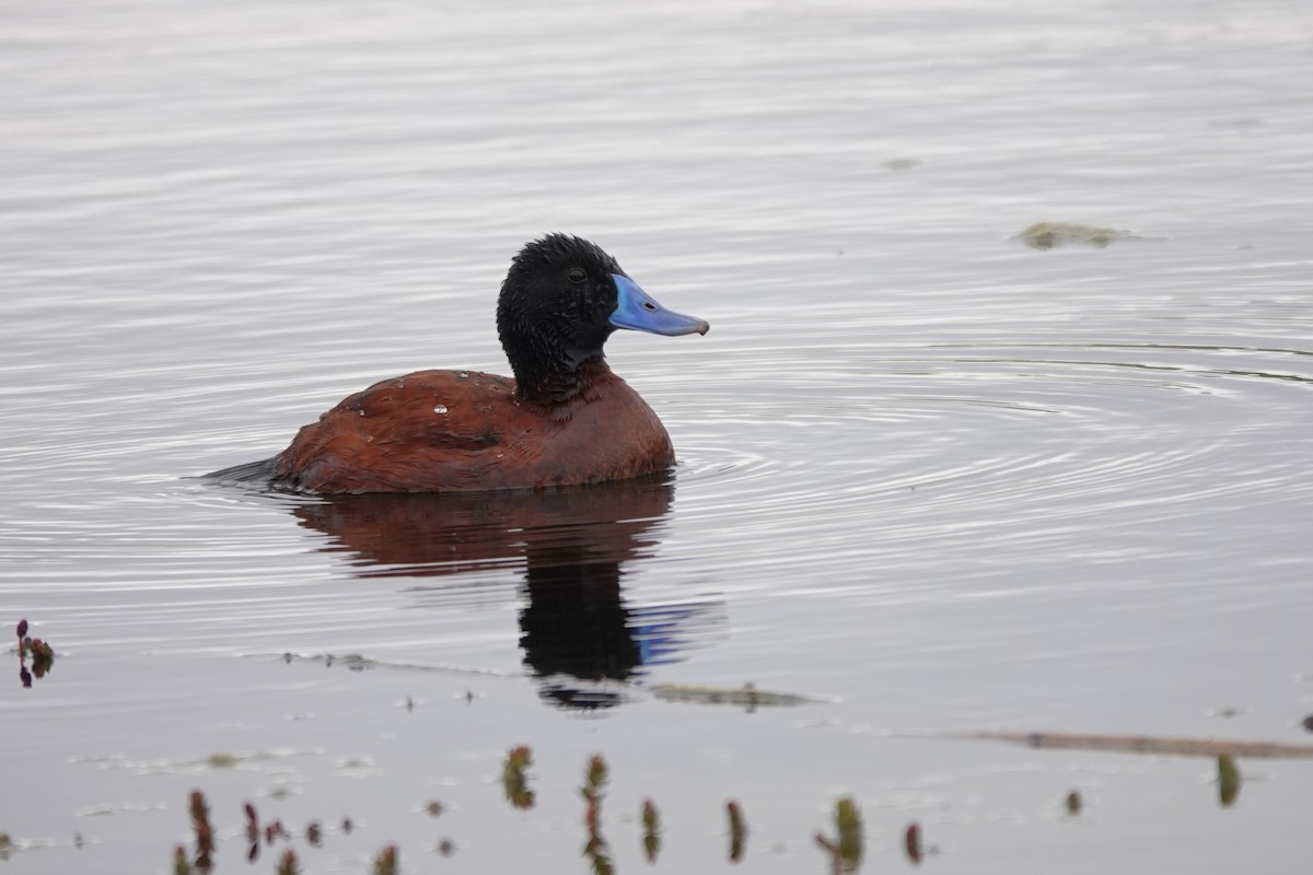 Lake Duck - ML627432643