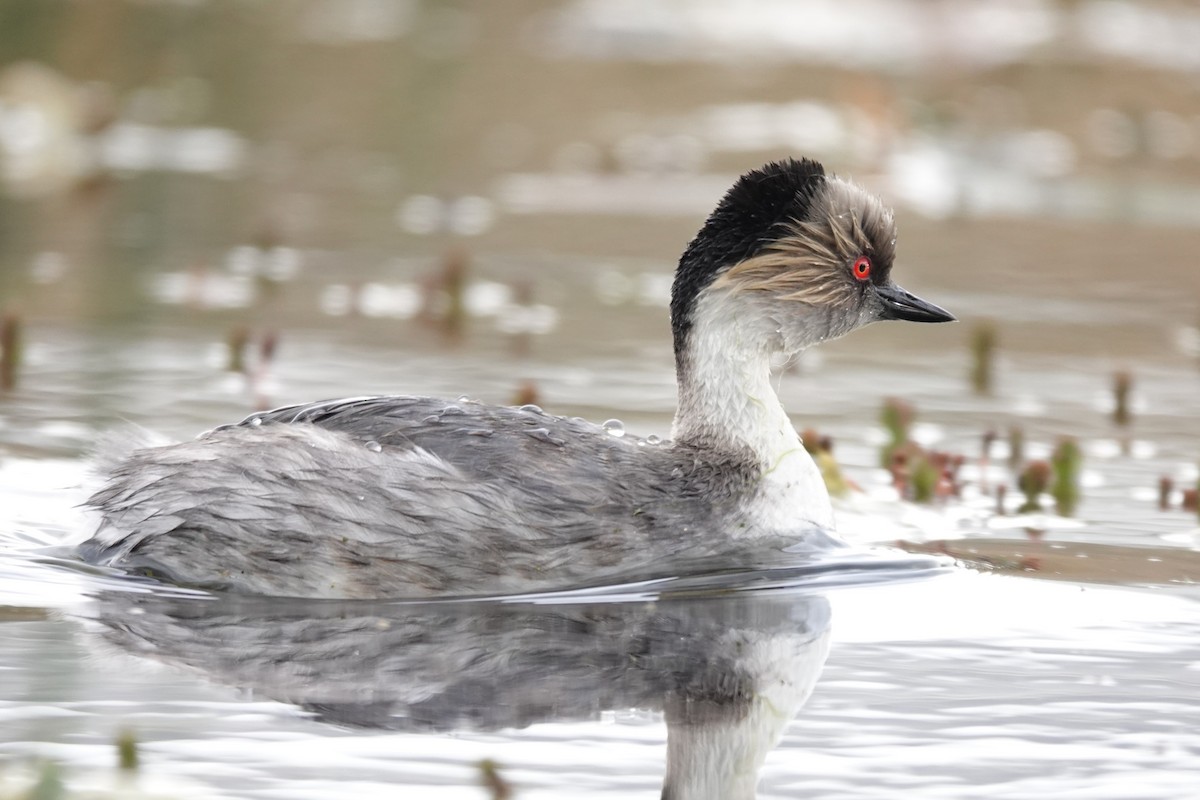 Silvery Grebe - ML627432720