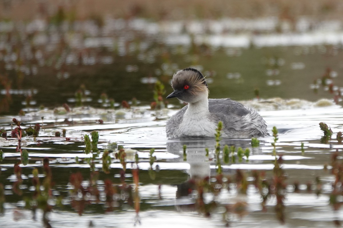 Silvery Grebe - ML627432721