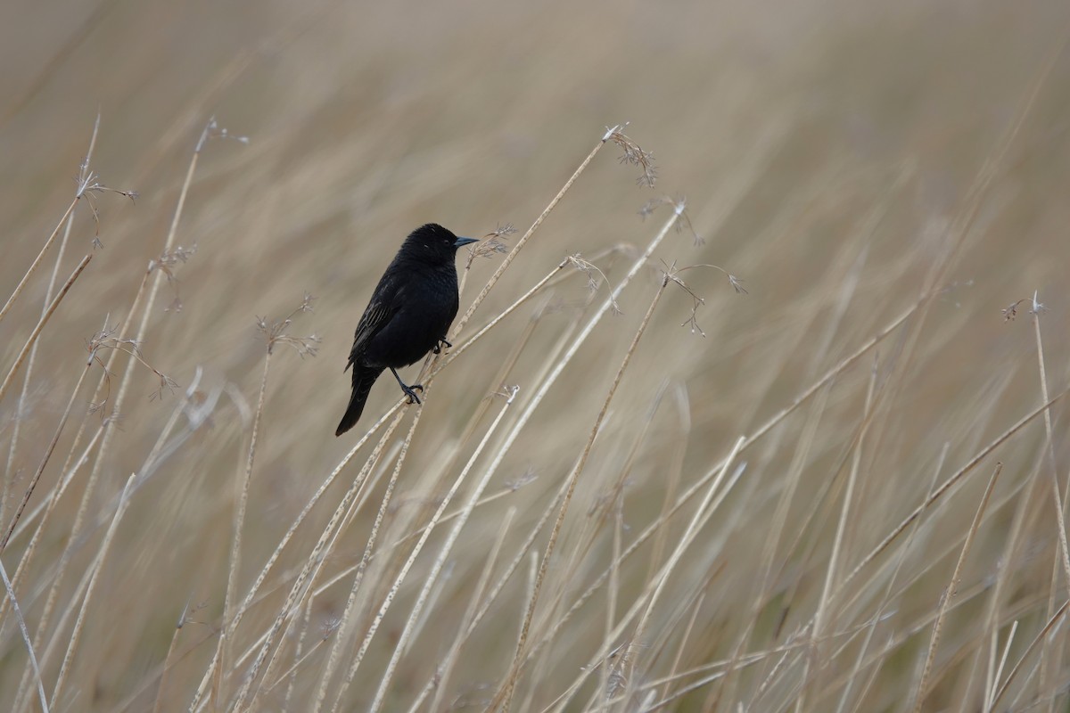 Yellow-winged Blackbird - ML627432749