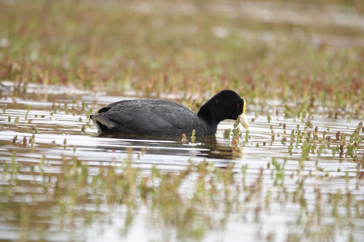 White-winged Coot - ML627432755