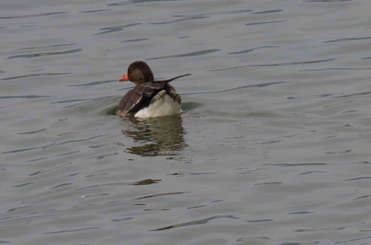 Greater White-fronted Goose - ML627432784