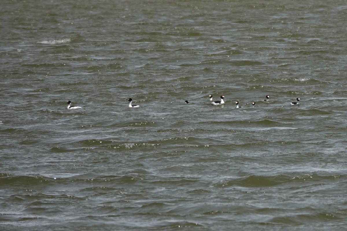 Hooded Grebe - ML627432814